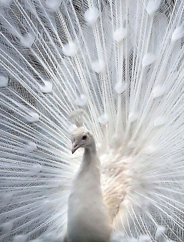 White Peacock Feathers