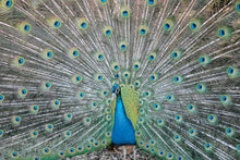Peacock - Wrapping Paper - Dharma Publishing