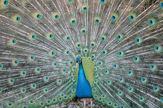 Peacock - Wrapping Paper - Dharma Publishing